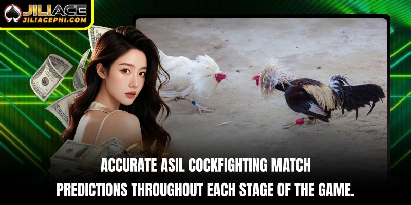 Accurate Asil Cockfighting match predictions throughout each stage of the game.