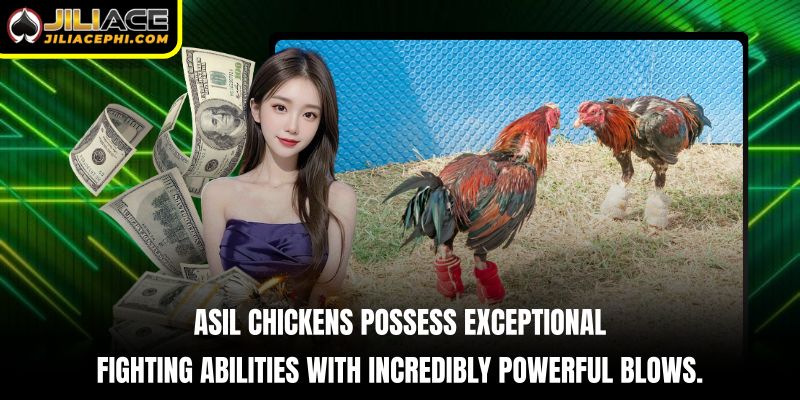 Asil chickens possess exceptional fighting abilities with incredibly powerful blows.