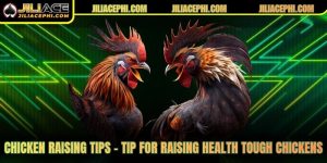 Chicken Raising Tips – Tip for Raising Health Tough Chickens