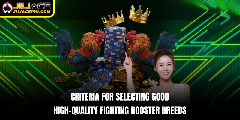 Criteria for selecting good, high-quality fighting rooster breeds