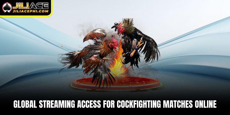 Global streaming access for Cockfighting matches online