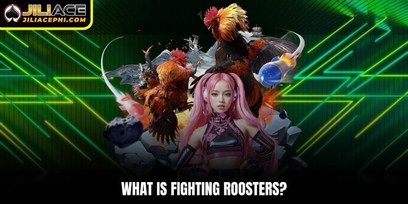 What is fighting roosters?